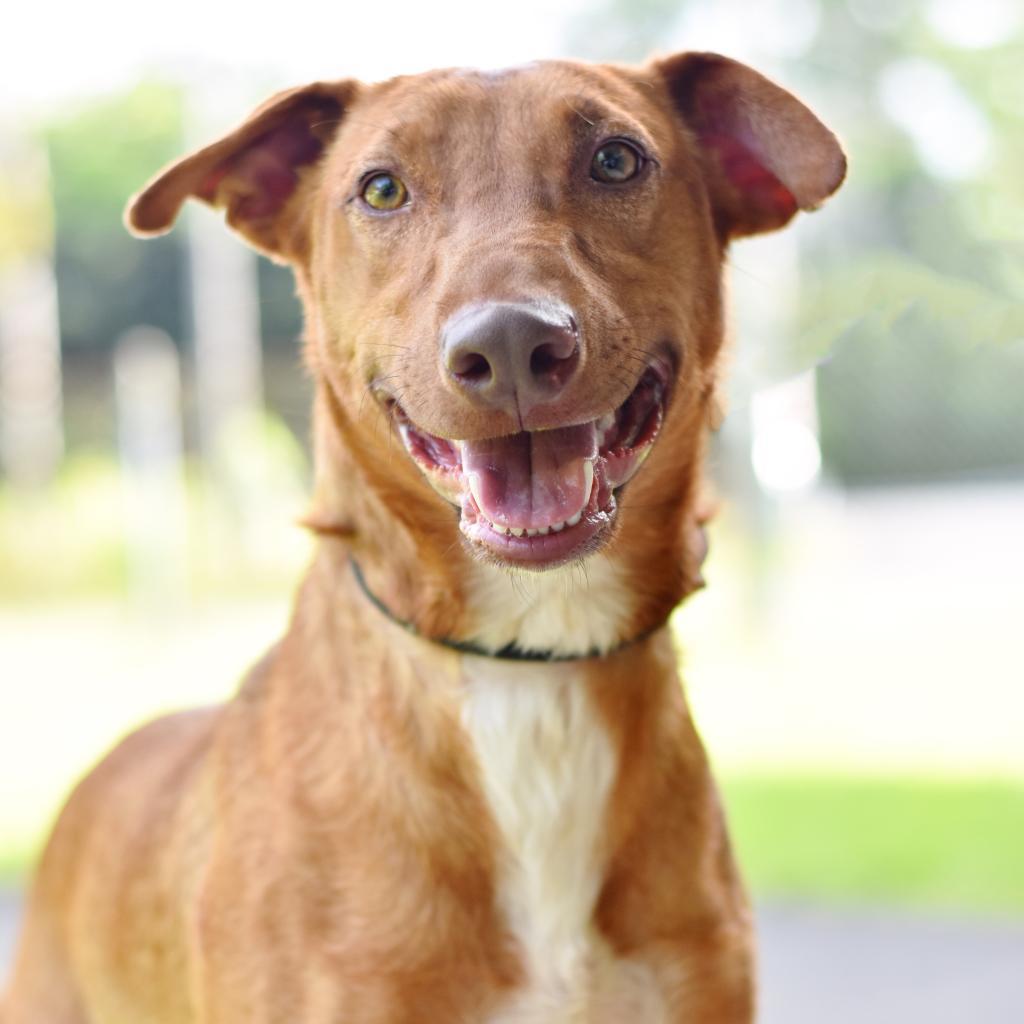 Gherkin, an adoptable Mixed Breed in Kailua Kona, HI, 96740 | Photo Image 5