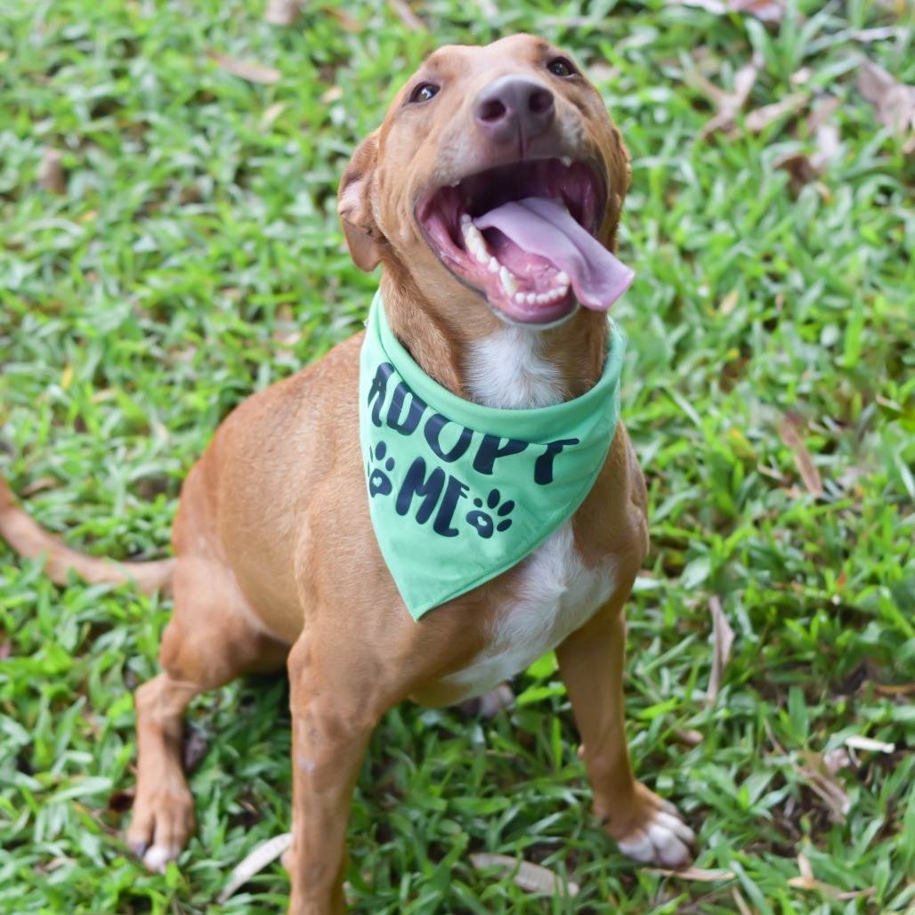 Gherkin, an adoptable Mixed Breed in Kailua Kona, HI, 96740 | Photo Image 6