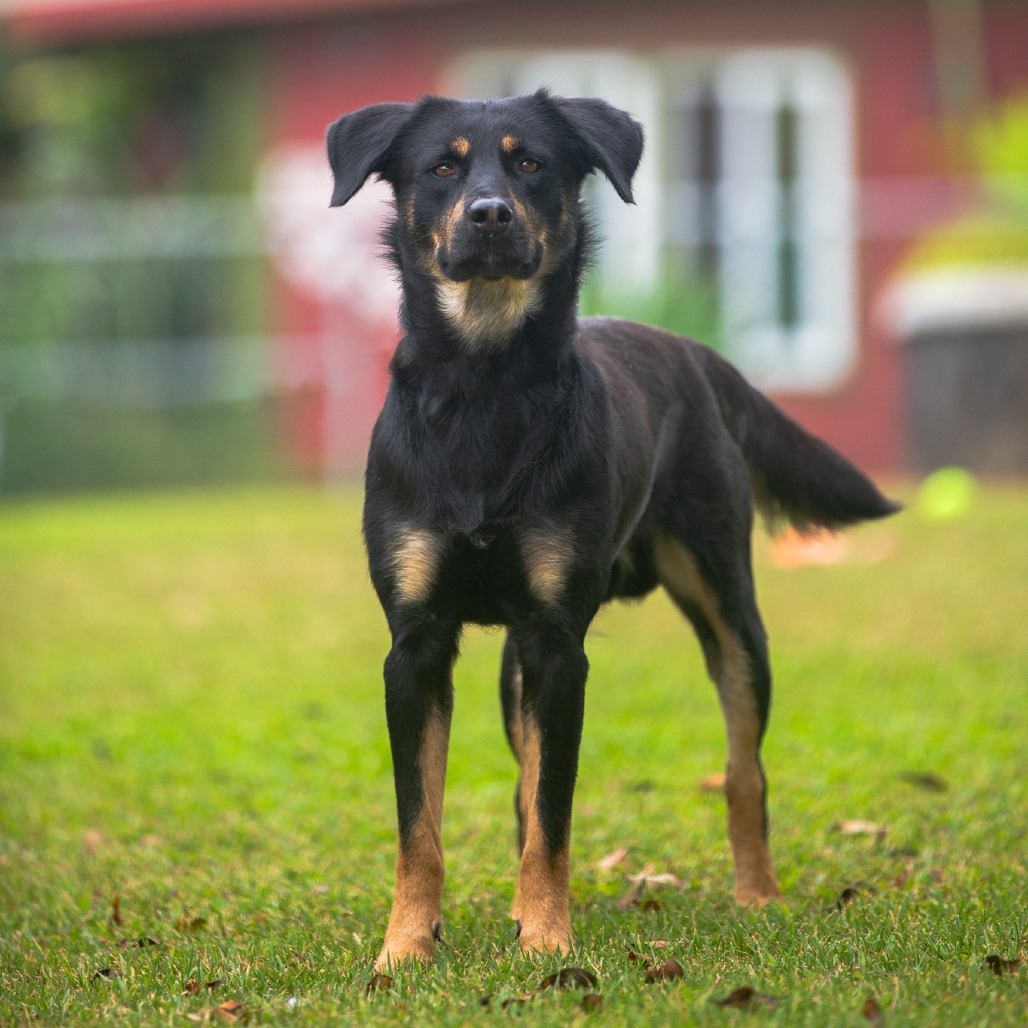 Toast, an adoptable Mixed Breed in Kailua Kona, HI, 96740 | Photo Image 1