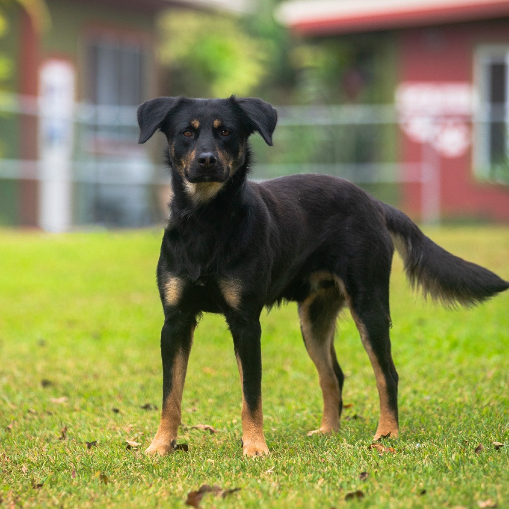 Toast, an adoptable Mixed Breed in Kailua Kona, HI, 96740 | Photo Image 2