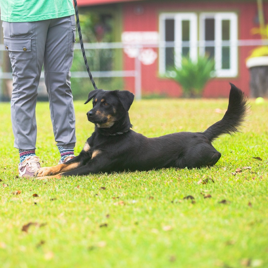 Toast, an adoptable Mixed Breed in Kailua Kona, HI, 96740 | Photo Image 3