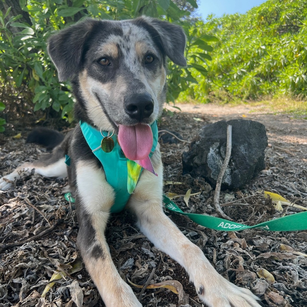 McCartney, an adoptable Mixed Breed in Kailua Kona, HI, 96740 | Photo Image 1