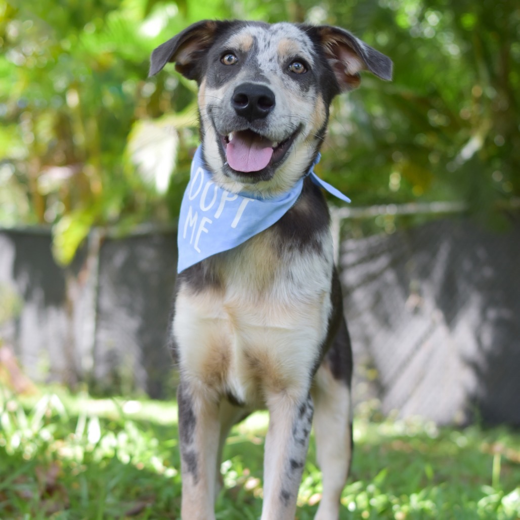 McCartney, an adoptable Mixed Breed in Kailua Kona, HI, 96740 | Photo Image 2