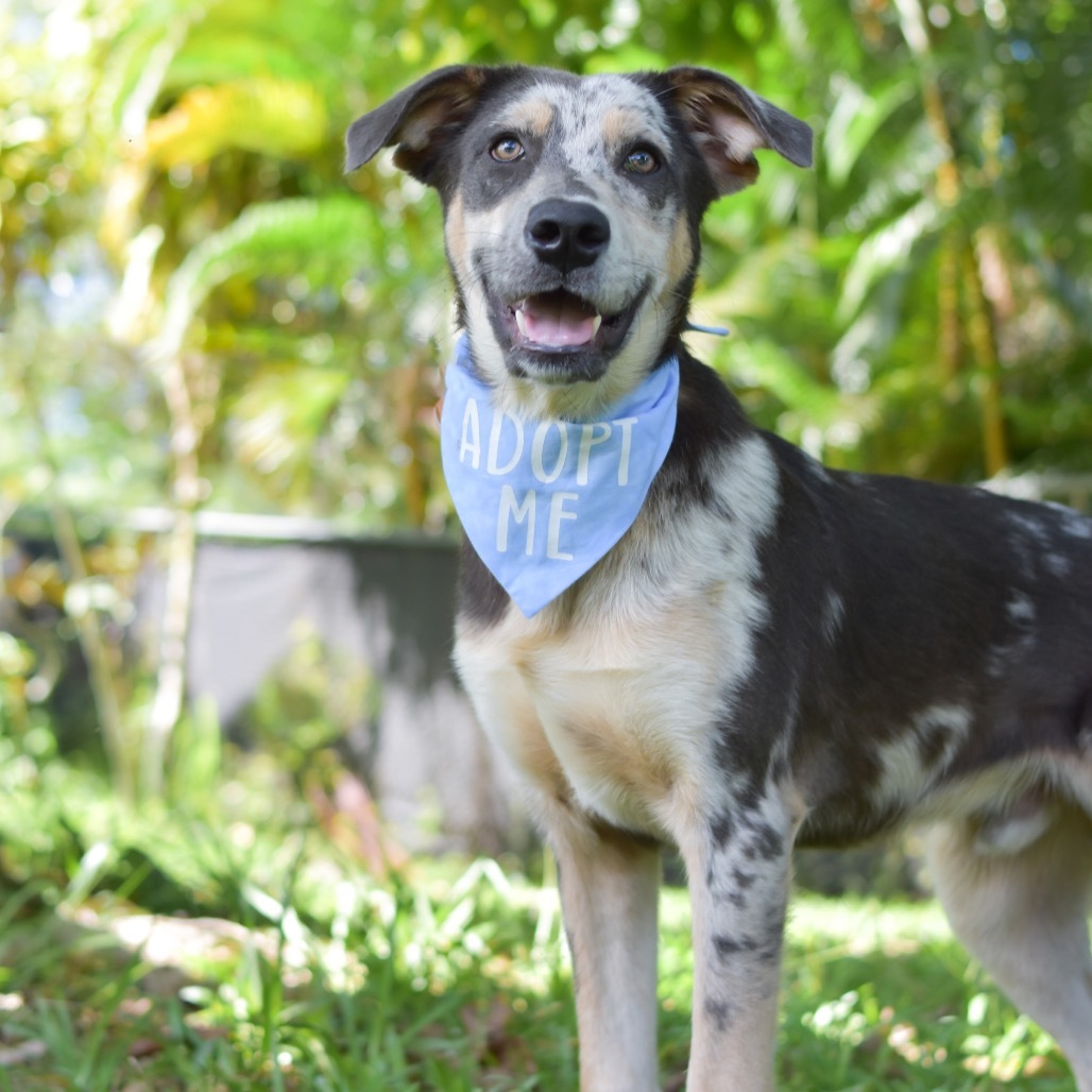 McCartney, an adoptable Mixed Breed in Kailua Kona, HI, 96740 | Photo Image 3