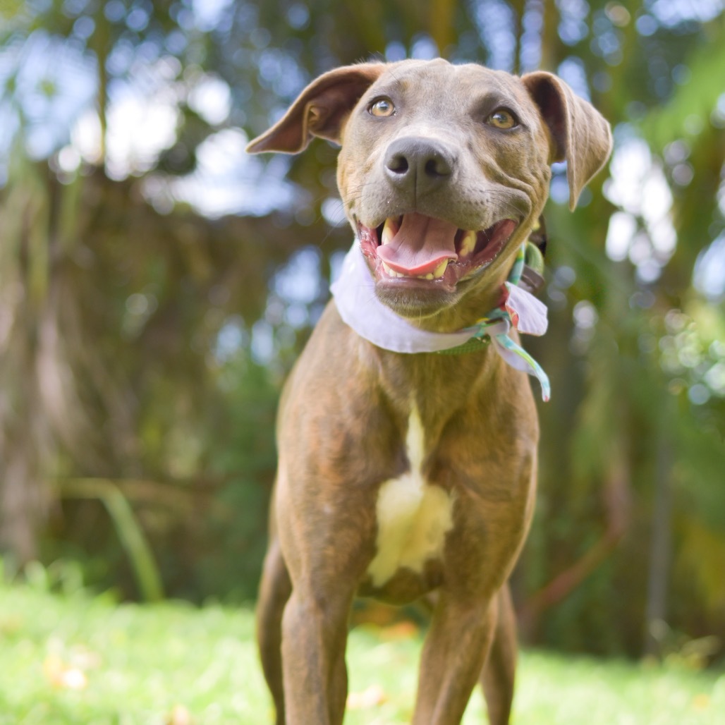 Ivy, an adoptable Mixed Breed in Kailua Kona, HI, 96740 | Photo Image 1