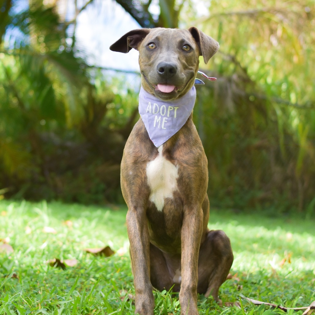 Ivy, an adoptable Mixed Breed in Kailua Kona, HI, 96740 | Photo Image 2