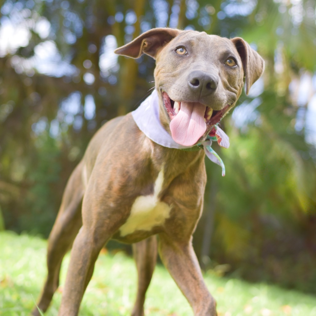 Ivy, an adoptable Mixed Breed in Kailua Kona, HI, 96740 | Photo Image 3