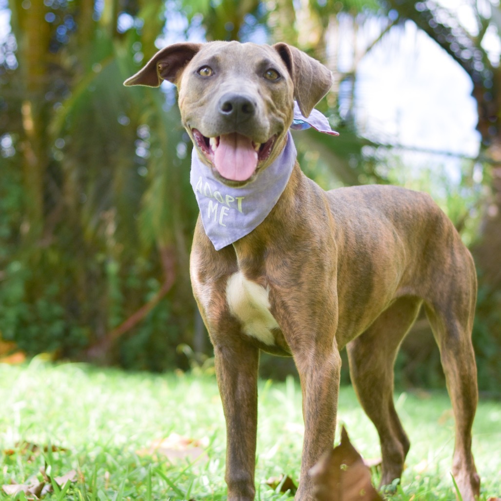 Ivy, an adoptable Mixed Breed in Kailua Kona, HI, 96740 | Photo Image 4