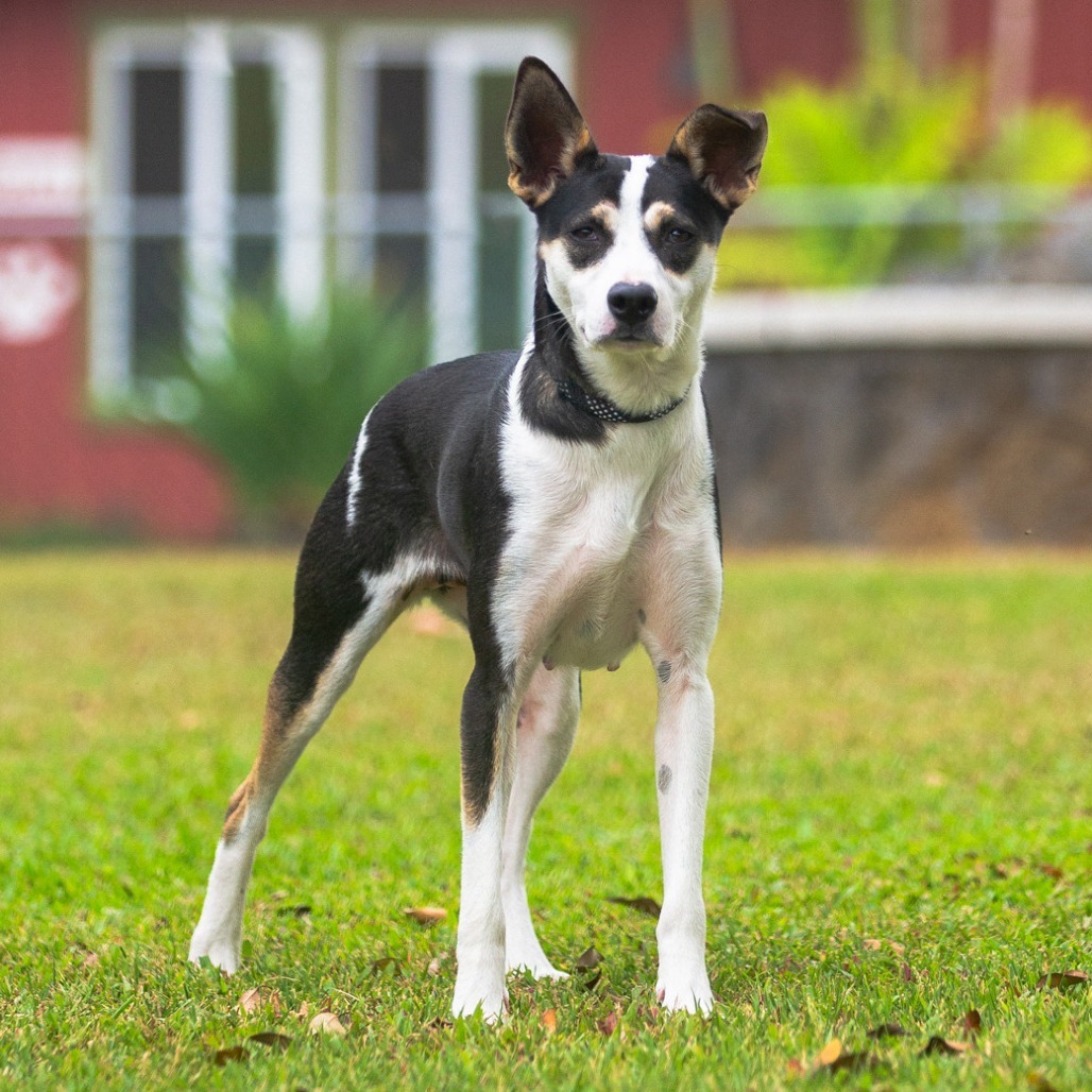 Sage, an adoptable Mixed Breed in Kailua Kona, HI, 96740 | Photo Image 1