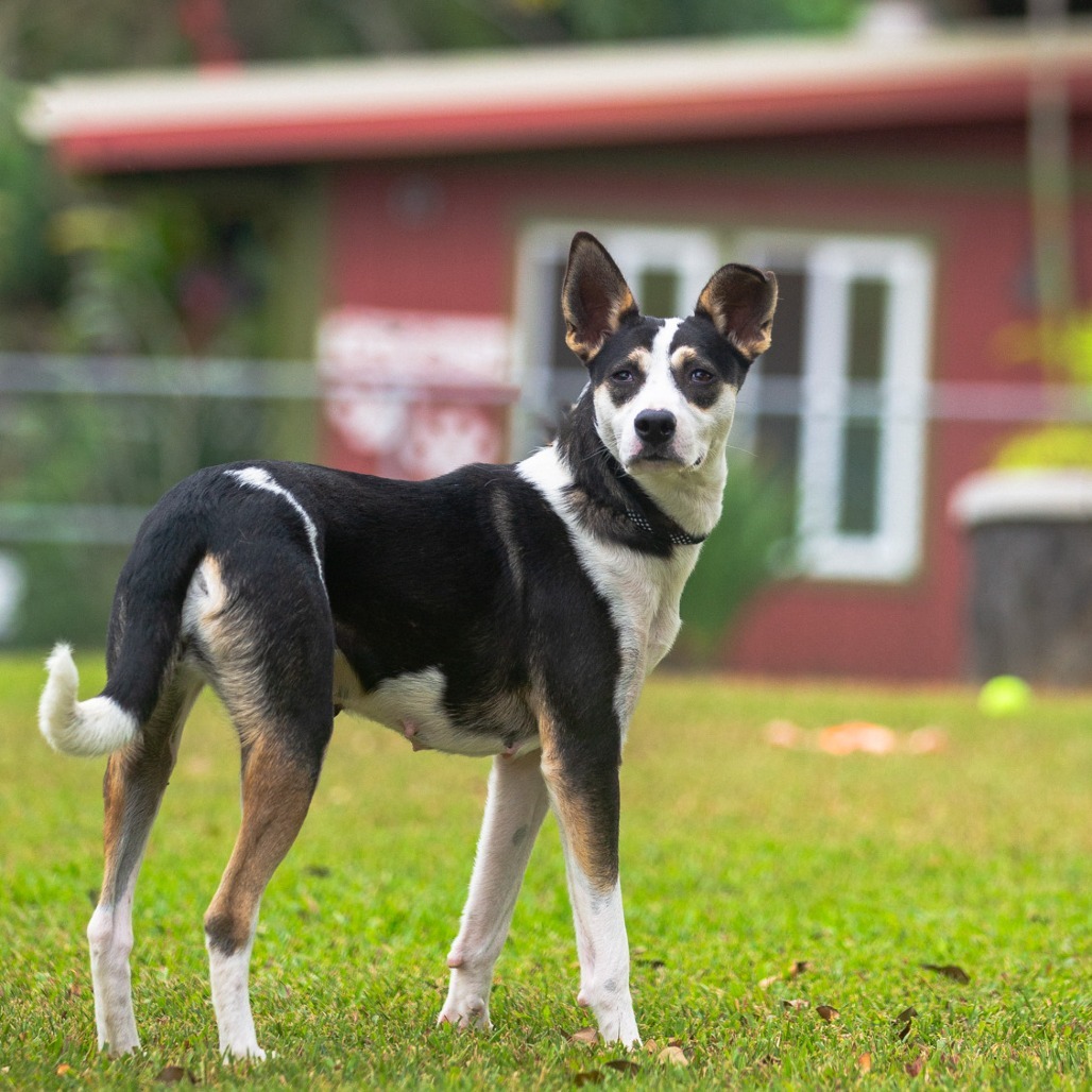 Sage, an adoptable Mixed Breed in Kailua Kona, HI, 96740 | Photo Image 2