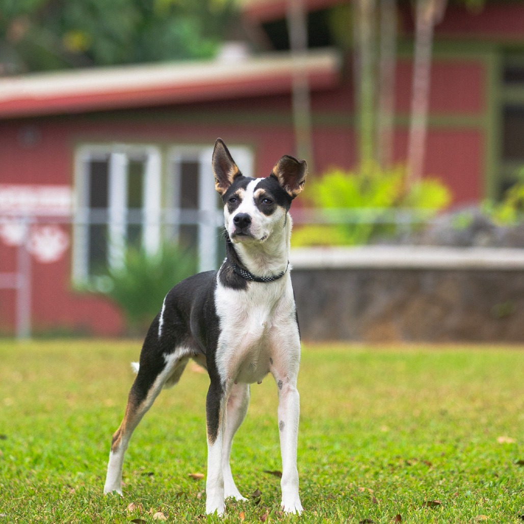 Sage, an adoptable Mixed Breed in Kailua Kona, HI, 96740 | Photo Image 3