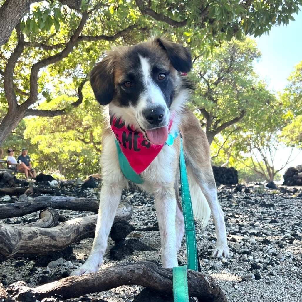 Chewy, an adoptable Mixed Breed in Kailua Kona, HI, 96740 | Photo Image 1