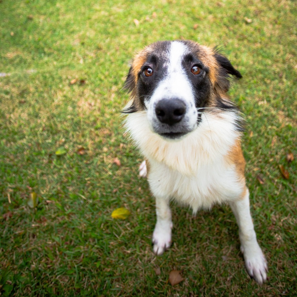 Chewy, an adoptable Mixed Breed in Kailua Kona, HI, 96740 | Photo Image 2