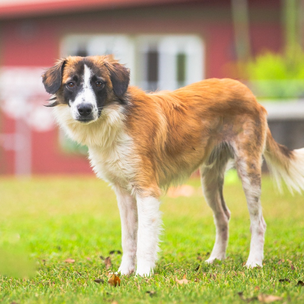 Chewy, an adoptable Mixed Breed in Kailua Kona, HI, 96740 | Photo Image 3