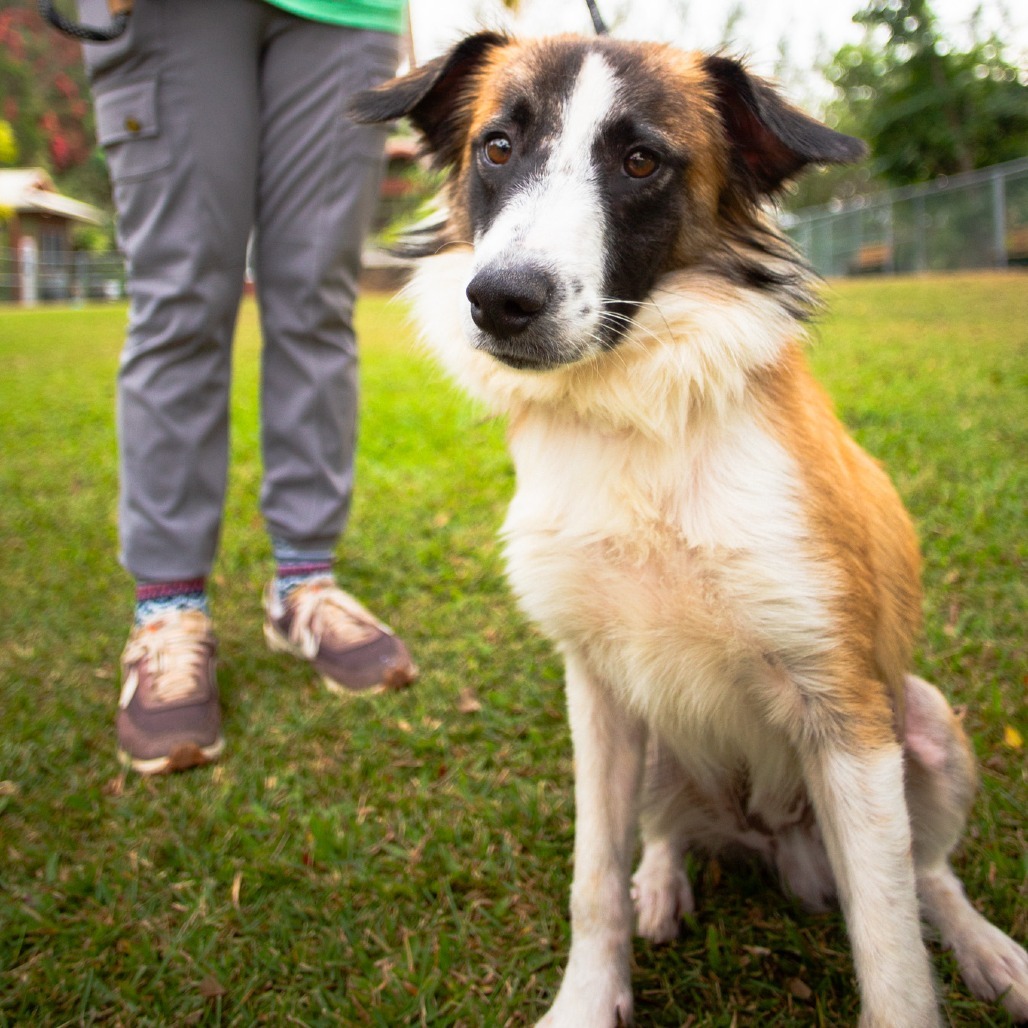 Chewy, an adoptable Mixed Breed in Kailua Kona, HI, 96740 | Photo Image 4