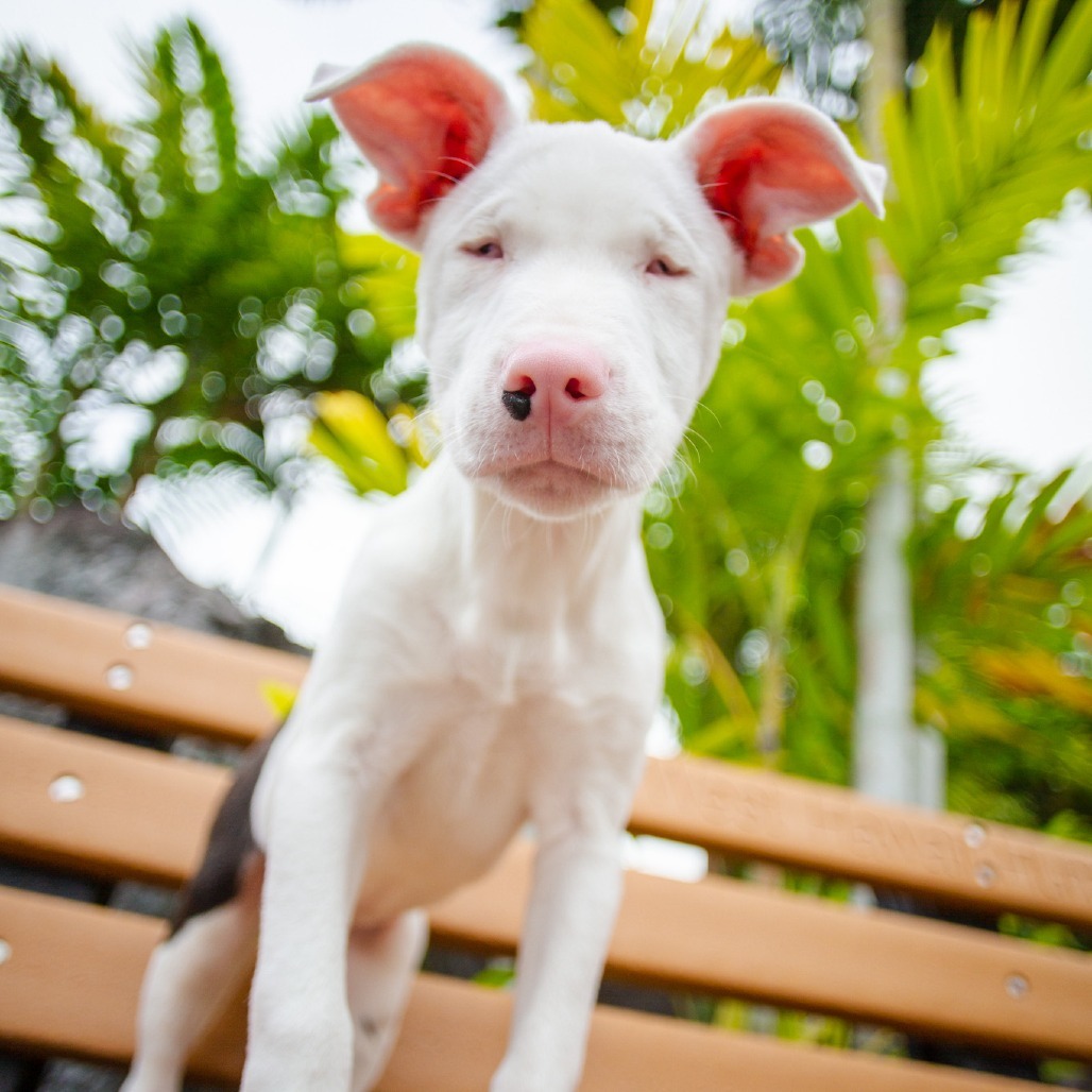 Olivia, an adoptable Mixed Breed in Kailua Kona, HI, 96740 | Photo Image 1