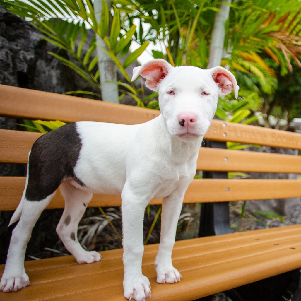 Olivia, an adoptable Mixed Breed in Kailua Kona, HI, 96740 | Photo Image 2