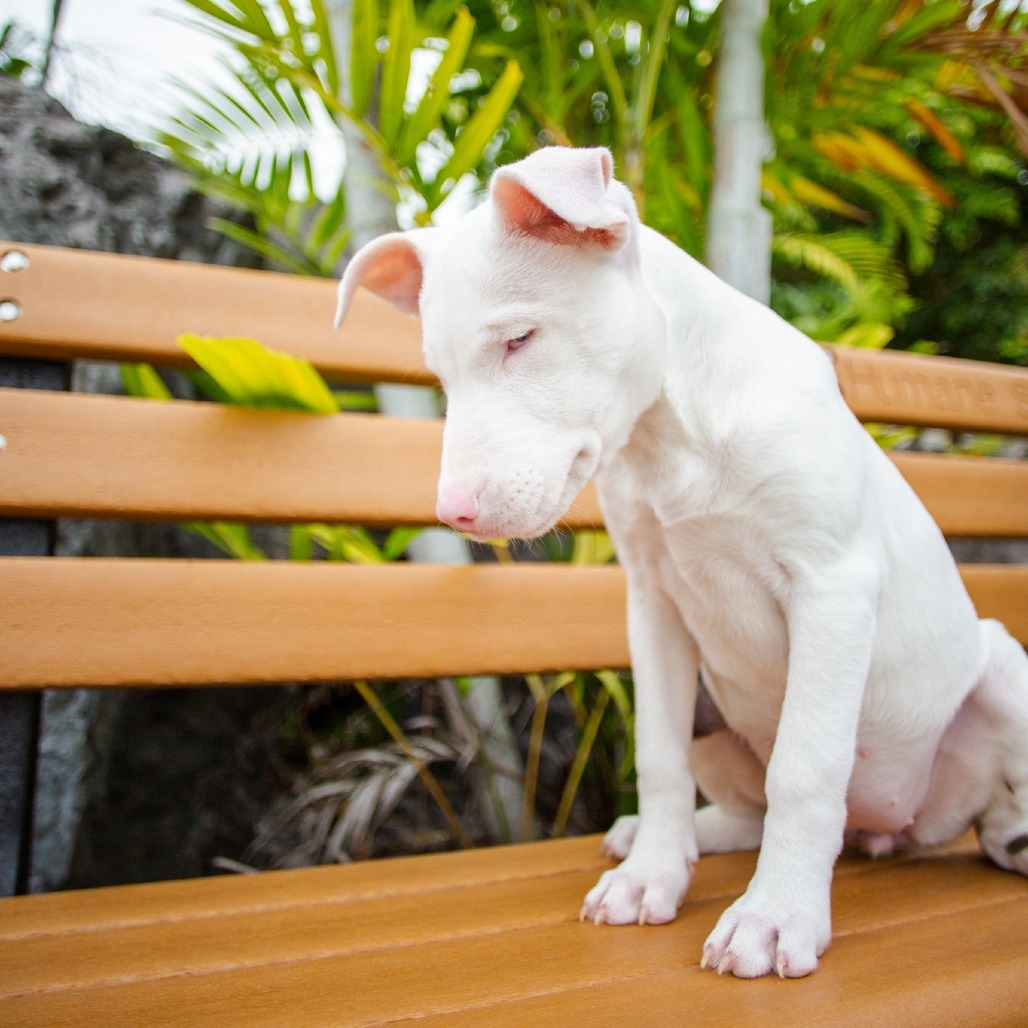 Olivia, an adoptable Mixed Breed in Kailua Kona, HI, 96740 | Photo Image 3