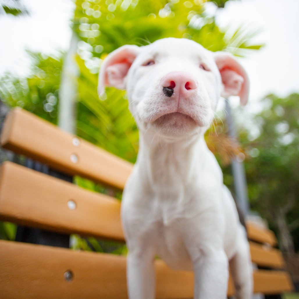 Olivia, an adoptable Mixed Breed in Kailua Kona, HI, 96740 | Photo Image 4