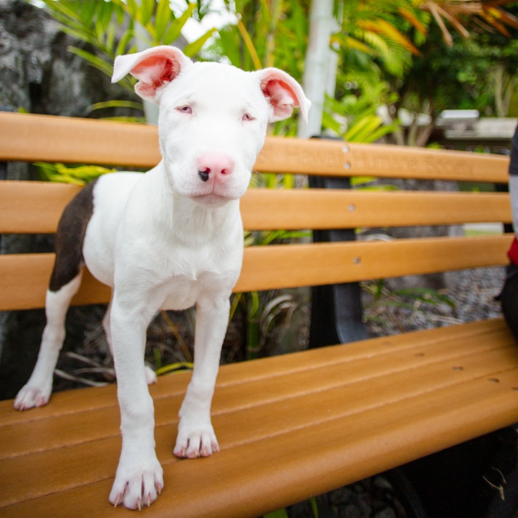 Olivia, an adoptable Mixed Breed in Kailua Kona, HI, 96740 | Photo Image 5