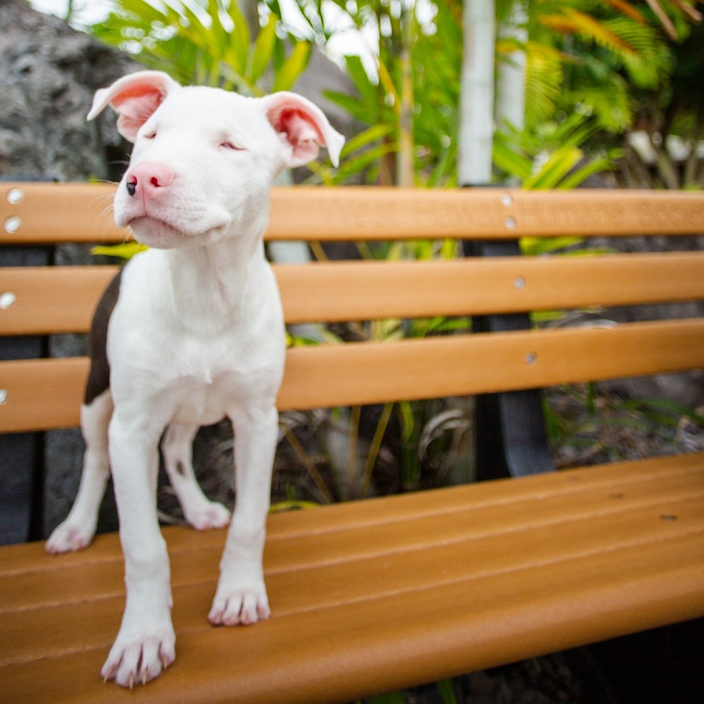 Olivia, an adoptable Mixed Breed in Kailua Kona, HI, 96740 | Photo Image 6