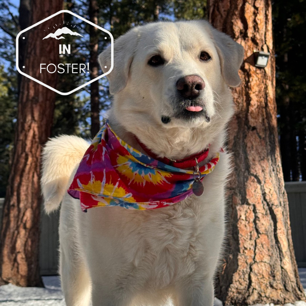Chloe, an adoptable Labrador Retriever, Great Pyrenees in Incline Village, NV, 89451 | Photo Image 1