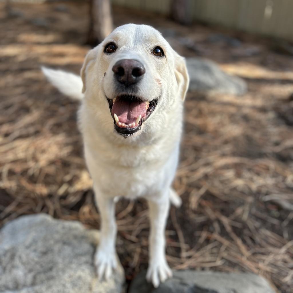 Chloe, an adoptable Labrador Retriever, Great Pyrenees in Incline Village, NV, 89451 | Photo Image 2