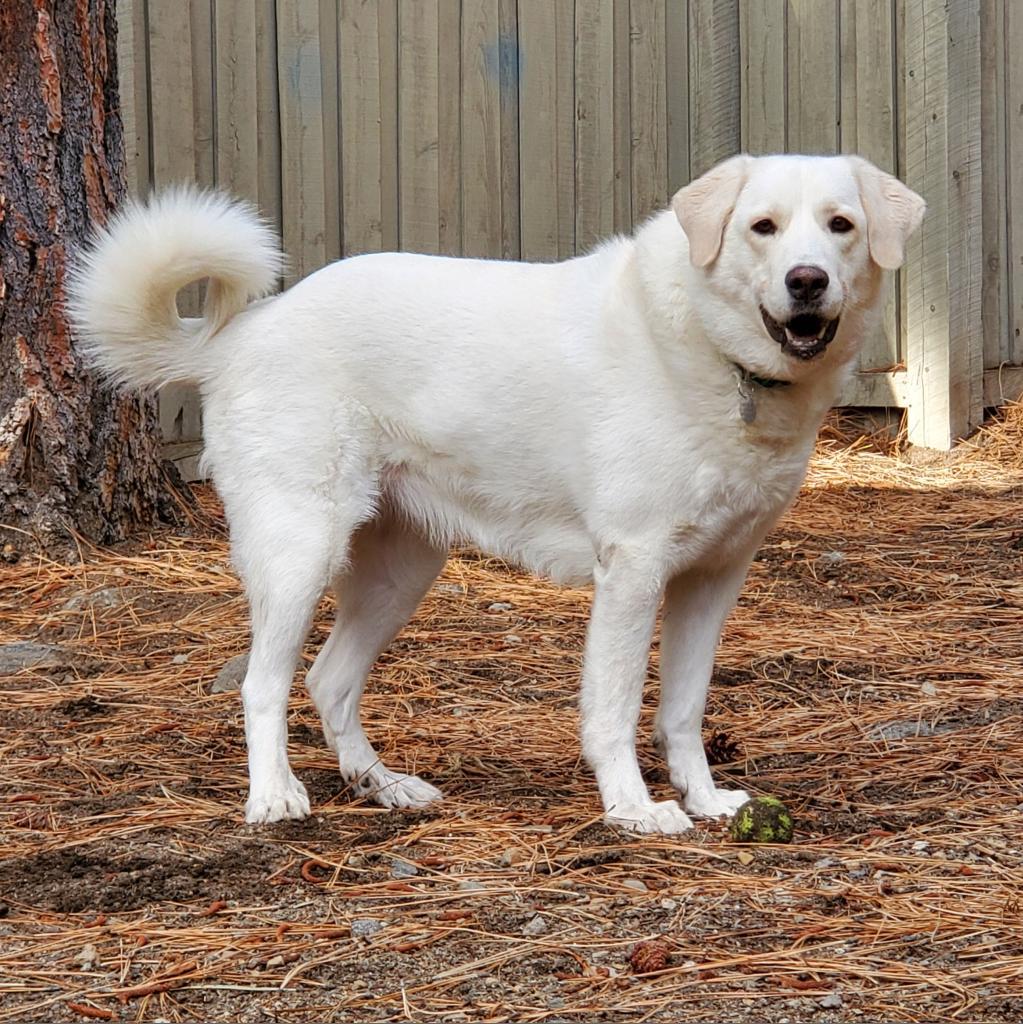 Chloe, an adoptable Labrador Retriever, Great Pyrenees in Incline Village, NV, 89451 | Photo Image 3