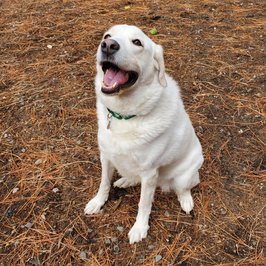 Chloe, an adoptable Labrador Retriever, Great Pyrenees in Incline Village, NV, 89451 | Photo Image 4