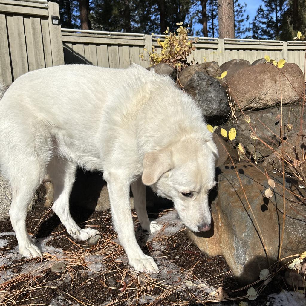Chloe, an adoptable Labrador Retriever, Great Pyrenees in Incline Village, NV, 89451 | Photo Image 5