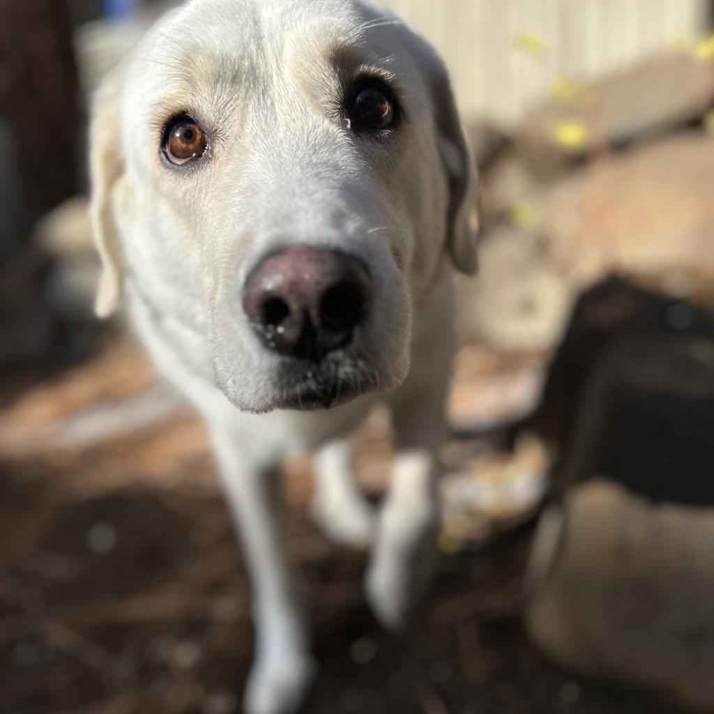 Chloe, an adoptable Labrador Retriever, Great Pyrenees in Incline Village, NV, 89451 | Photo Image 6