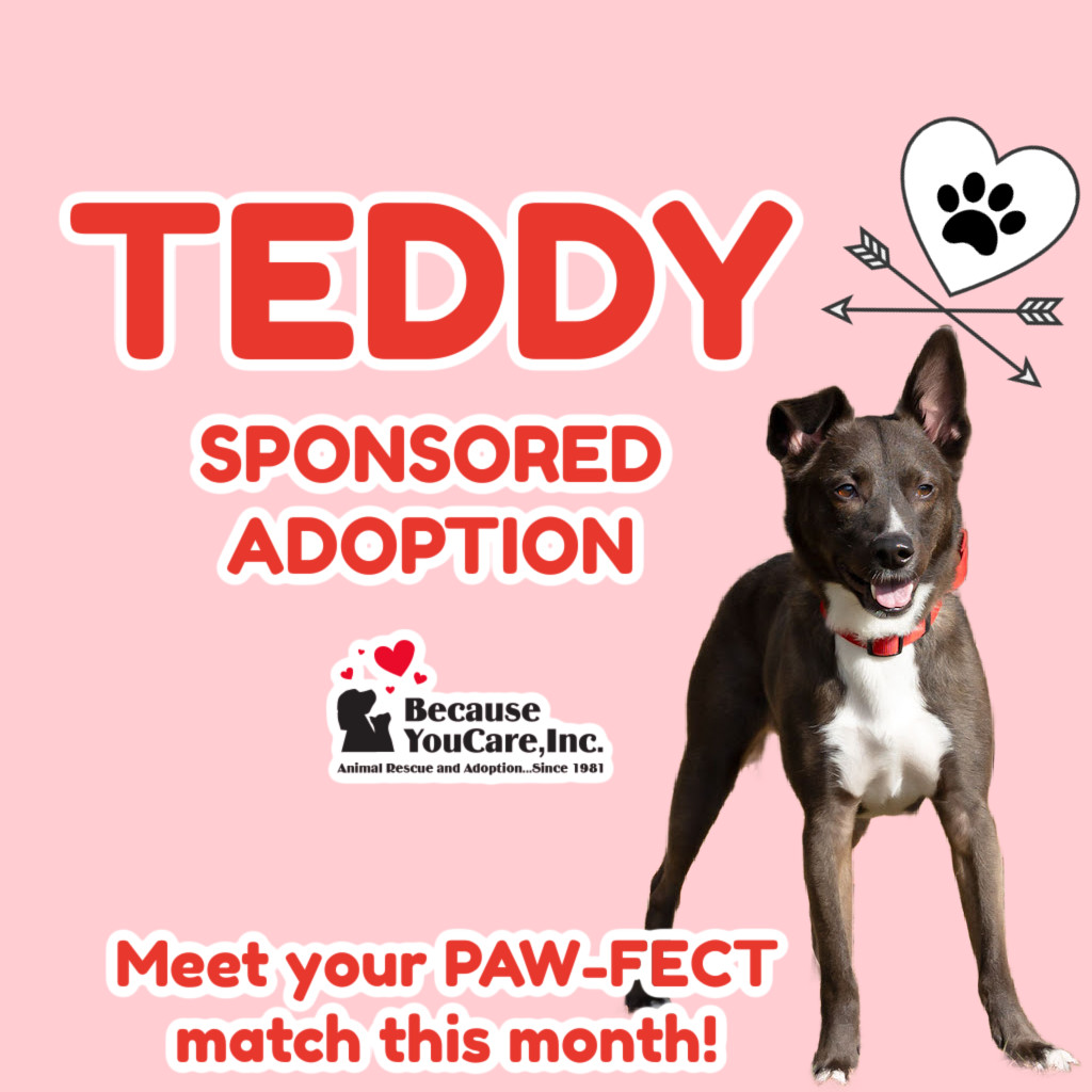 Teddy, an adoptable Schipperke in McKean, PA, 16426 | Photo Image 1