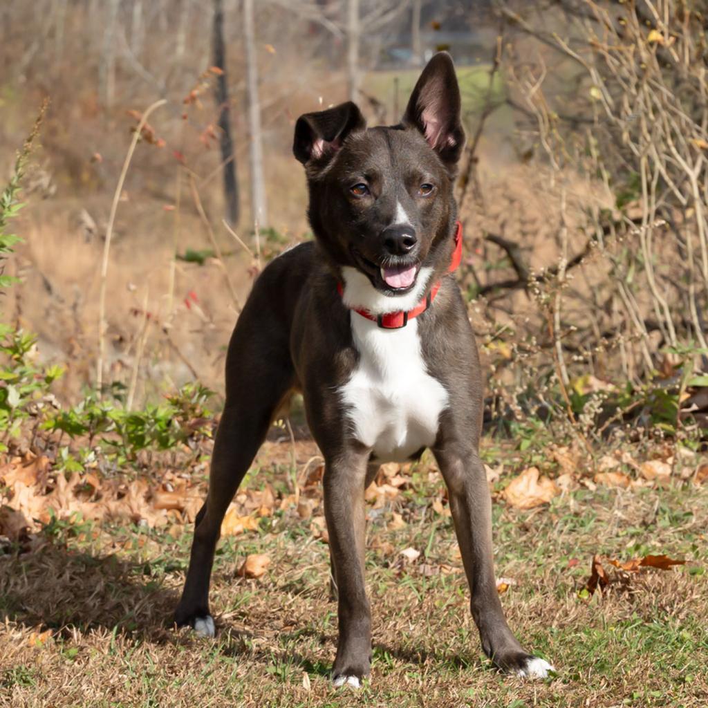 Teddy, an adoptable Schipperke in McKean, PA, 16426 | Photo Image 2