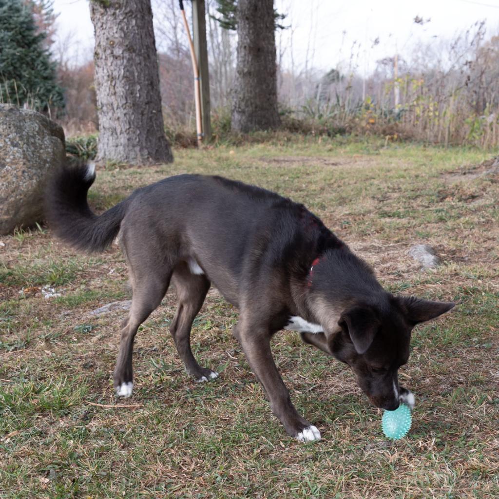 Teddy, an adoptable Schipperke in McKean, PA, 16426 | Photo Image 3