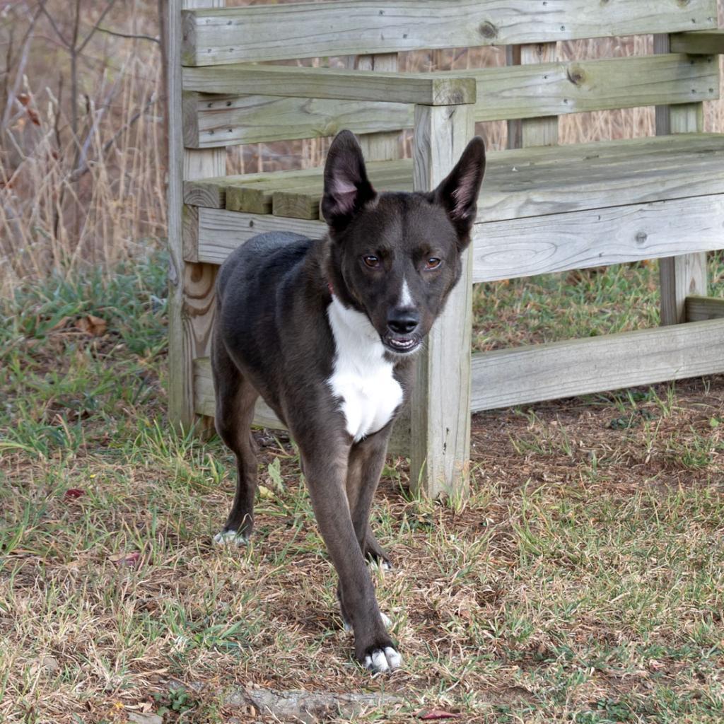 Teddy, an adoptable Schipperke in McKean, PA, 16426 | Photo Image 4