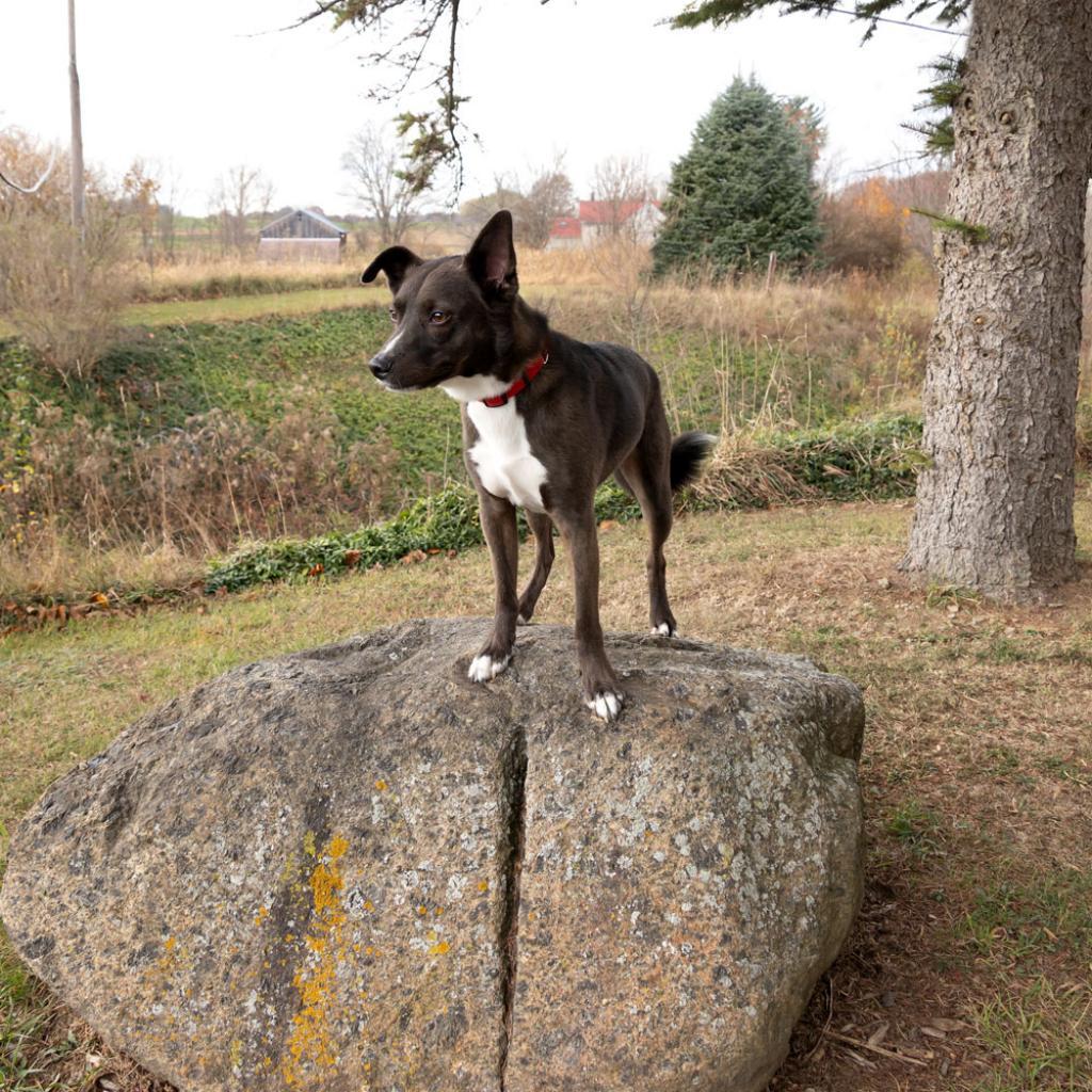 Teddy, an adoptable Schipperke in McKean, PA, 16426 | Photo Image 5