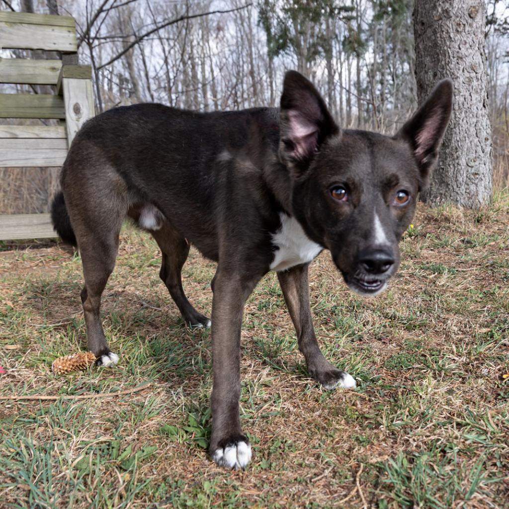 Teddy, an adoptable Schipperke in McKean, PA, 16426 | Photo Image 6