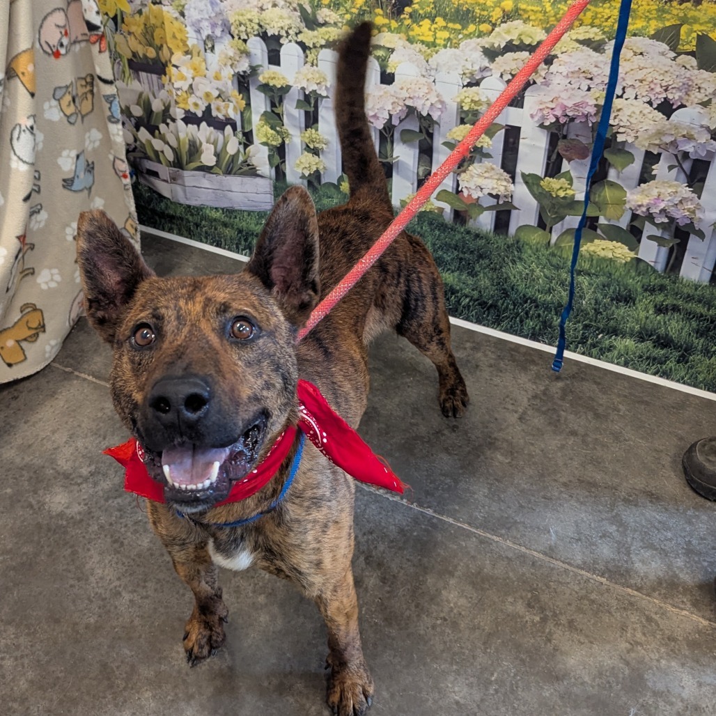 Snoopy, an adoptable Shepherd, Pit Bull Terrier in Show Low, AZ, 85901 | Photo Image 1