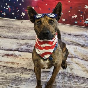 Snoopy, Adult Male Cattle Dog