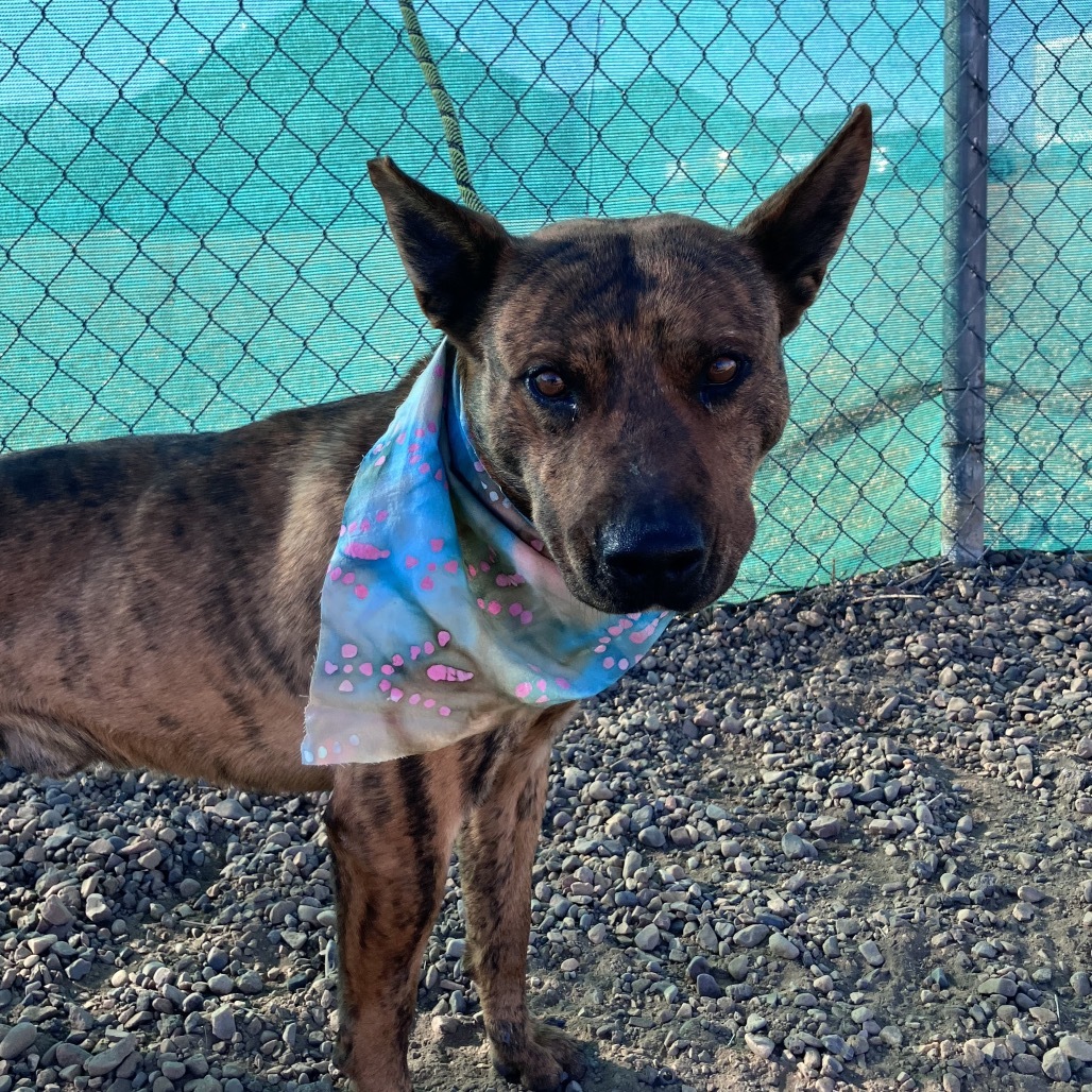 Snoopy, an adoptable Shepherd, Pit Bull Terrier in Show Low, AZ, 85901 | Photo Image 2