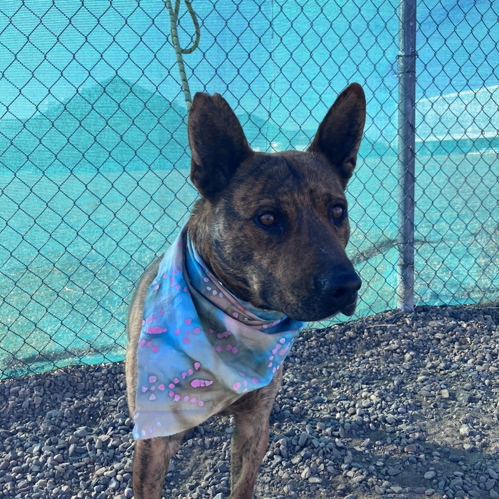 Snoopy, an adoptable Shepherd, Pit Bull Terrier in Show Low, AZ, 85901 | Photo Image 3