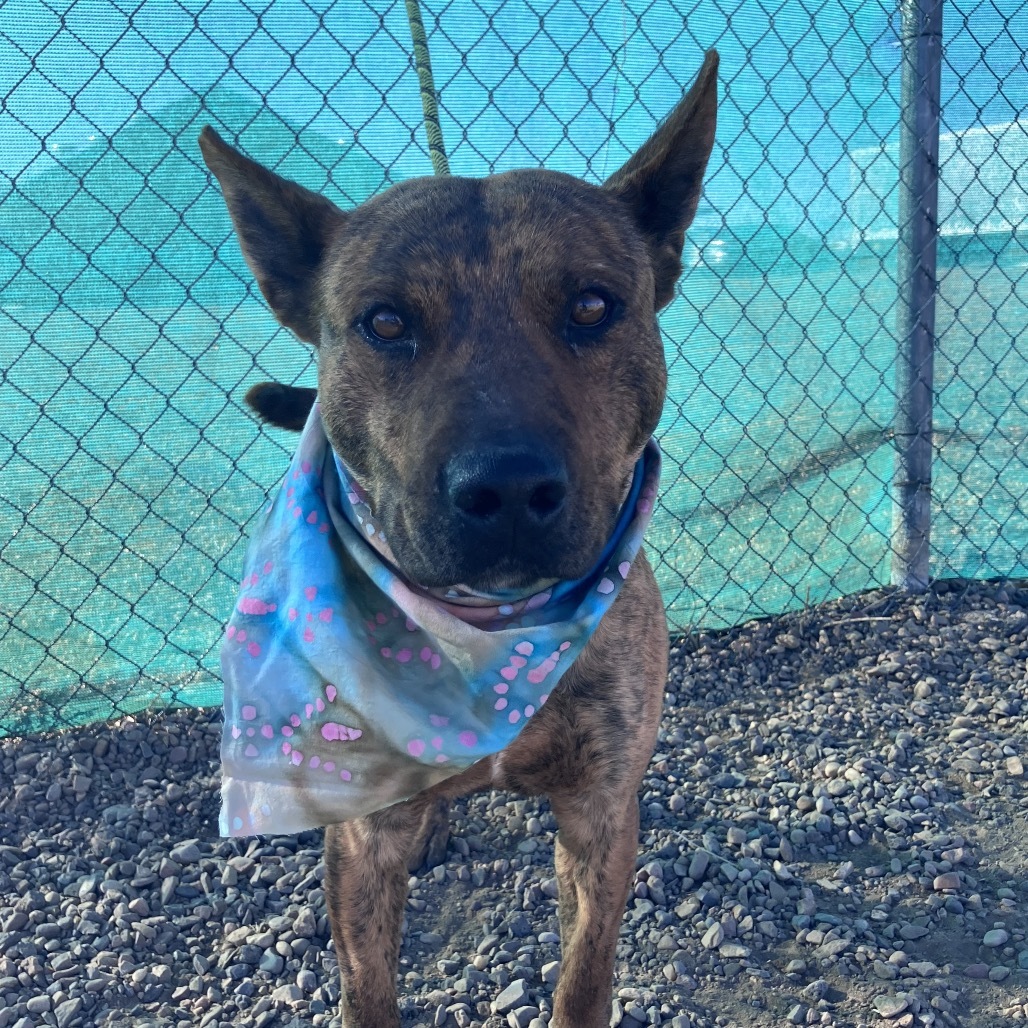 Snoopy, an adoptable Shepherd, Pit Bull Terrier in Show Low, AZ, 85901 | Photo Image 4
