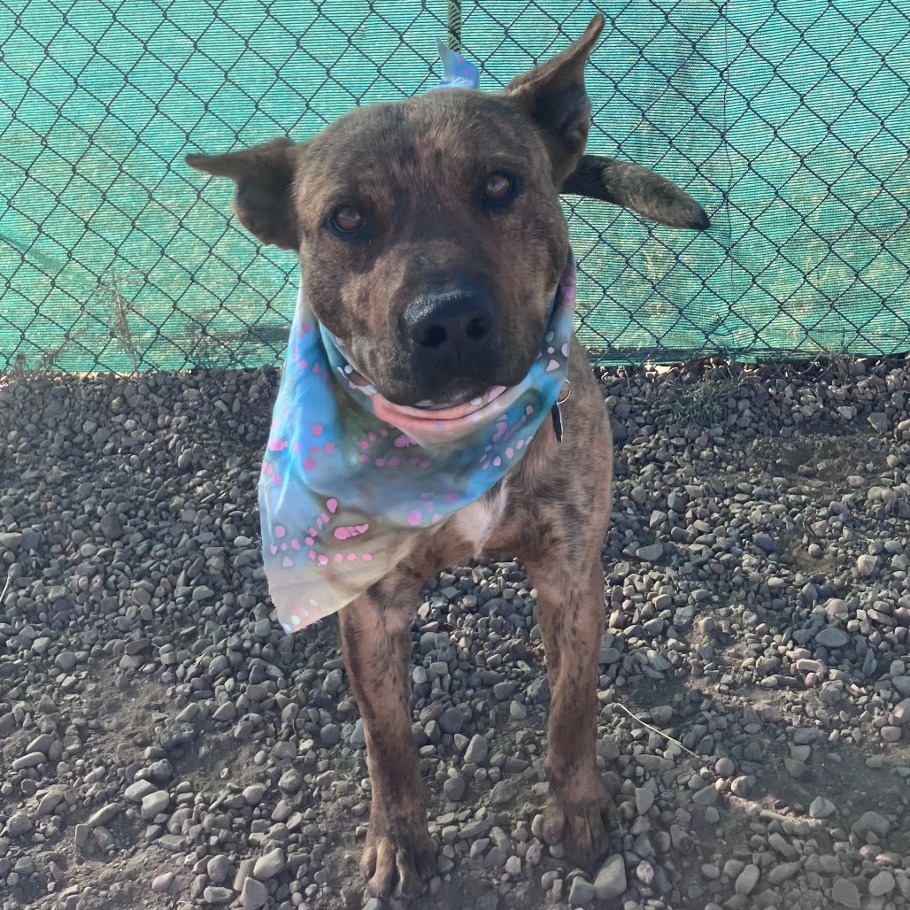 Snoopy, an adoptable Shepherd, Pit Bull Terrier in Show Low, AZ, 85901 | Photo Image 5