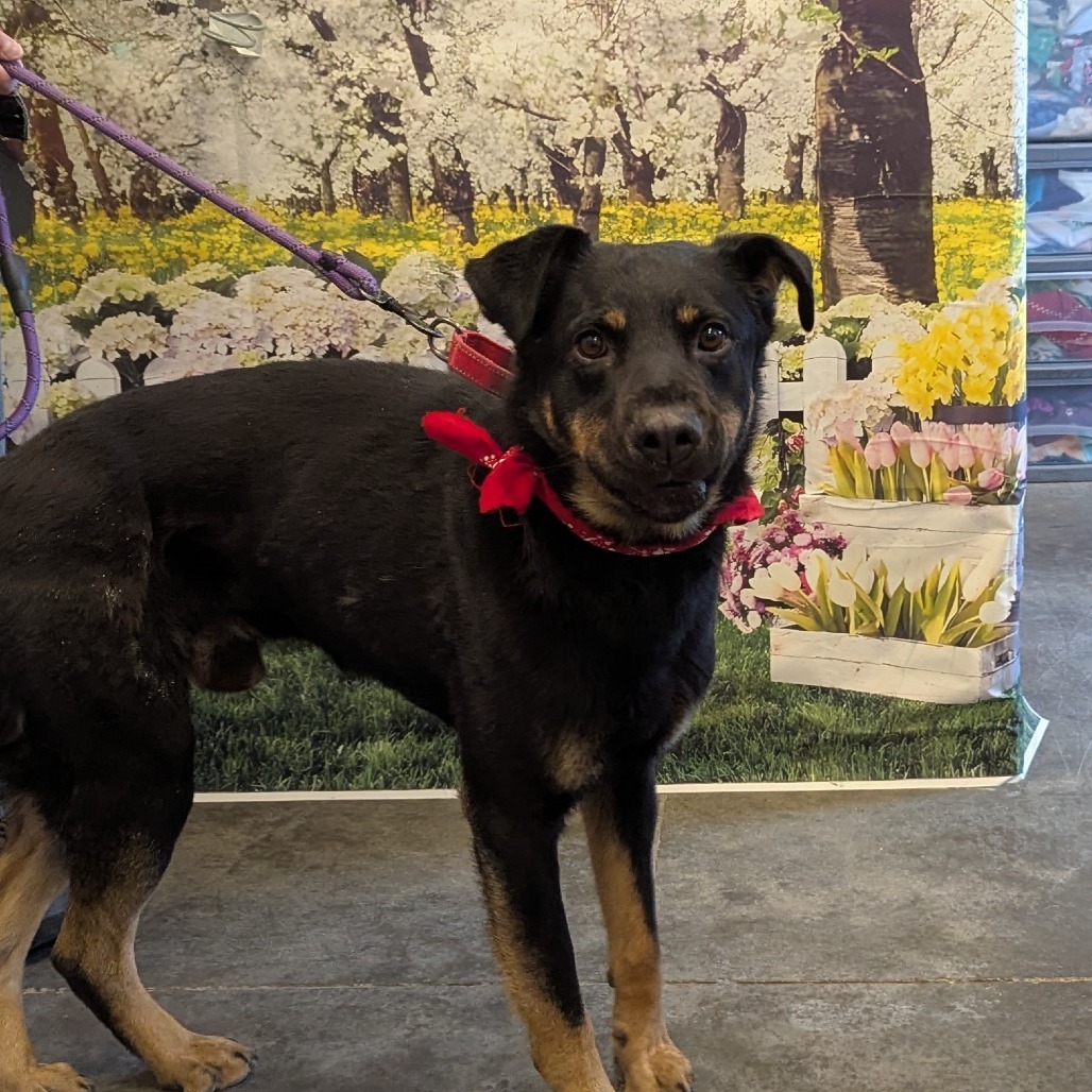 Kronk, an adoptable Rottweiler, German Shepherd Dog in Show Low, AZ, 85901 | Photo Image 1