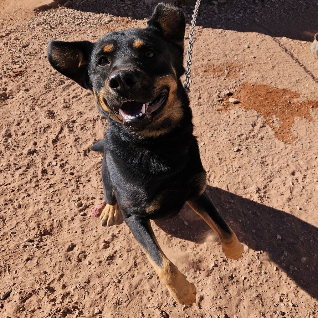 Kronk, an adoptable Rottweiler, German Shepherd Dog in Show Low, AZ, 85901 | Photo Image 2