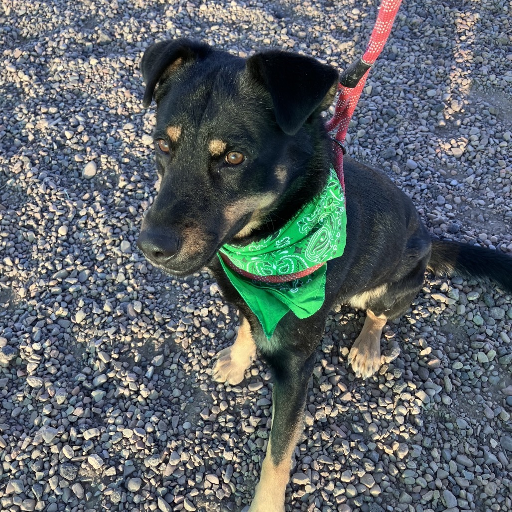 Kronk, an adoptable Rottweiler, German Shepherd Dog in Show Low, AZ, 85901 | Photo Image 3