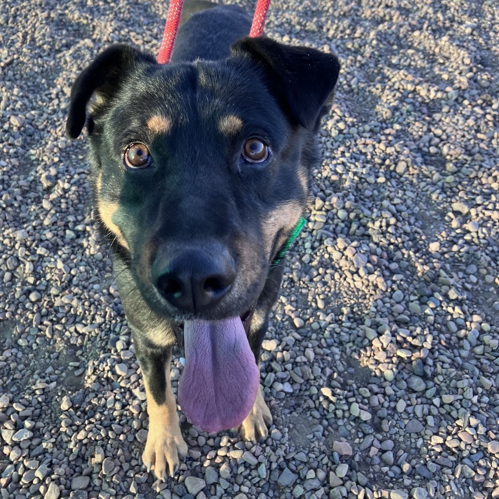 Kronk, an adoptable Rottweiler, German Shepherd Dog in Show Low, AZ, 85901 | Photo Image 4
