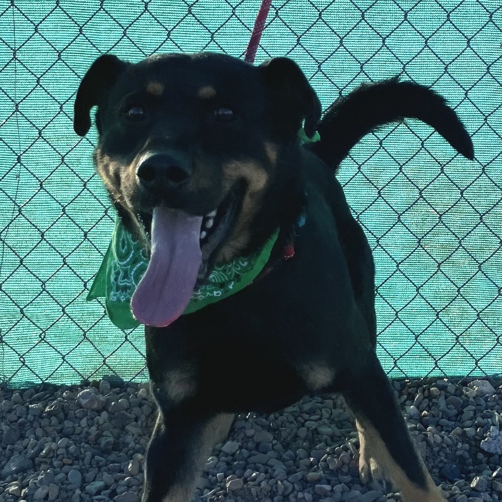 Kronk, an adoptable Rottweiler, German Shepherd Dog in Show Low, AZ, 85901 | Photo Image 5
