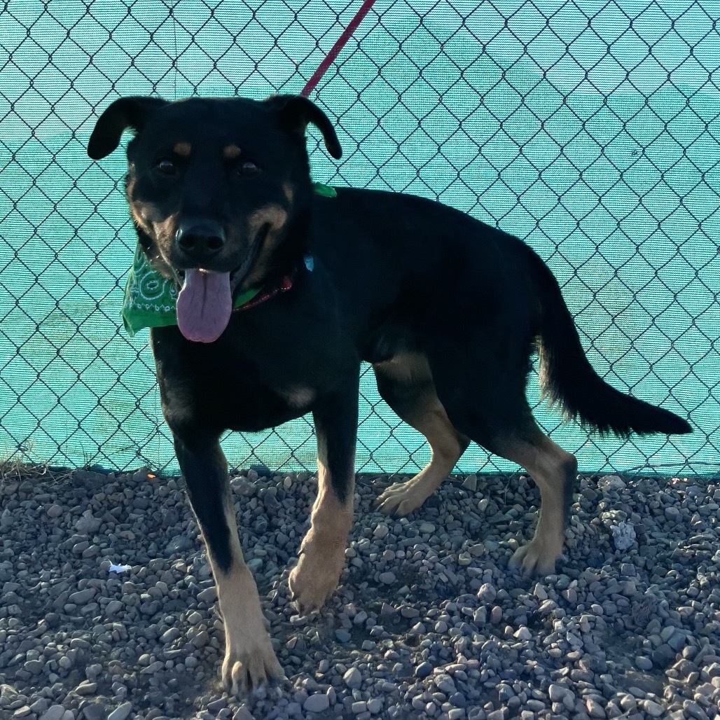 Kronk, an adoptable Rottweiler, German Shepherd Dog in Show Low, AZ, 85901 | Photo Image 6