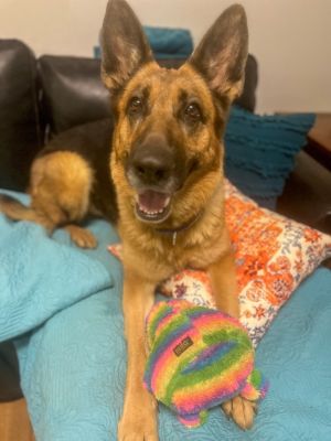Introducing Zyra a spirited 4-year-old German Shepherd with a heart full of loyalty and affection 